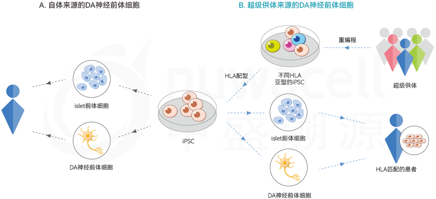 再生医学中盛溯源